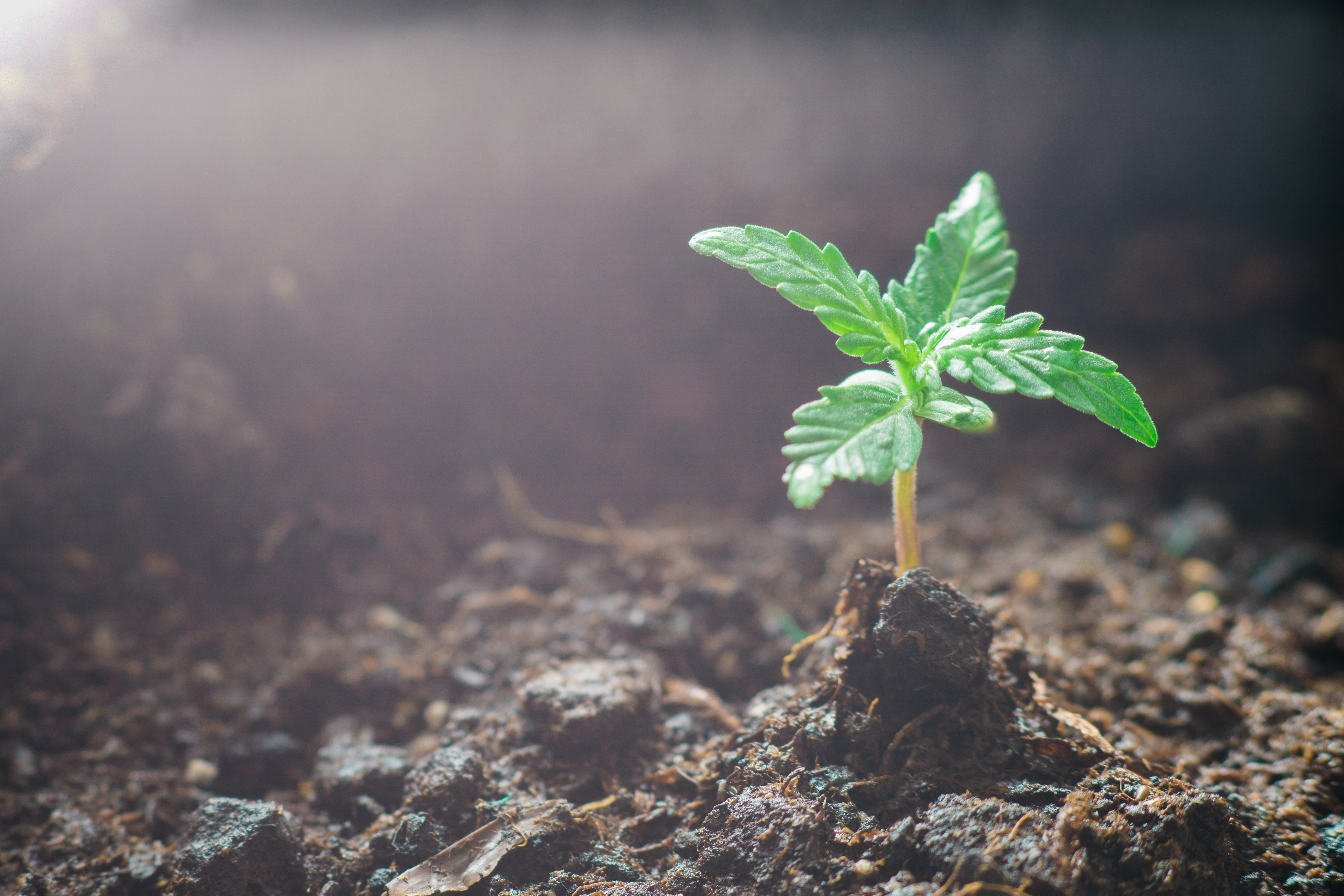 Hemp seedling Hemp seedling